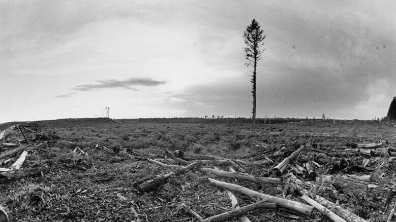 One tree standing 