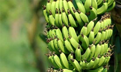 Photo of Bunches of Bananas