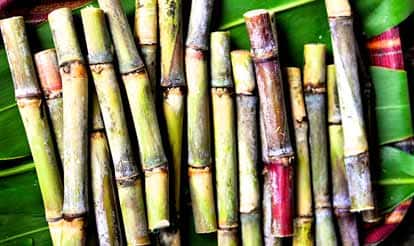 Photo of Sugar Cane
